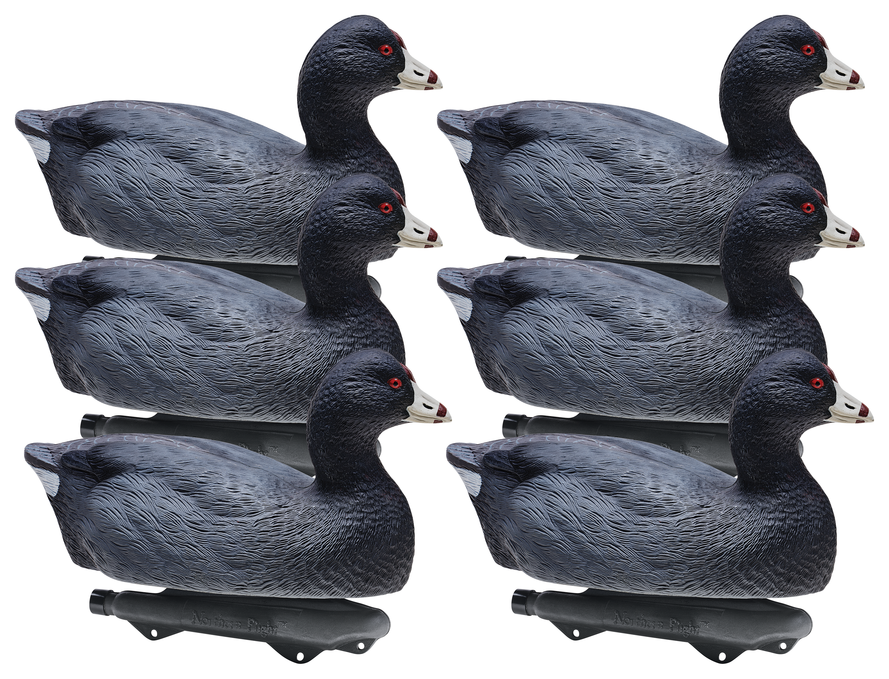 Northern Flight Coot Decoys Cabela's